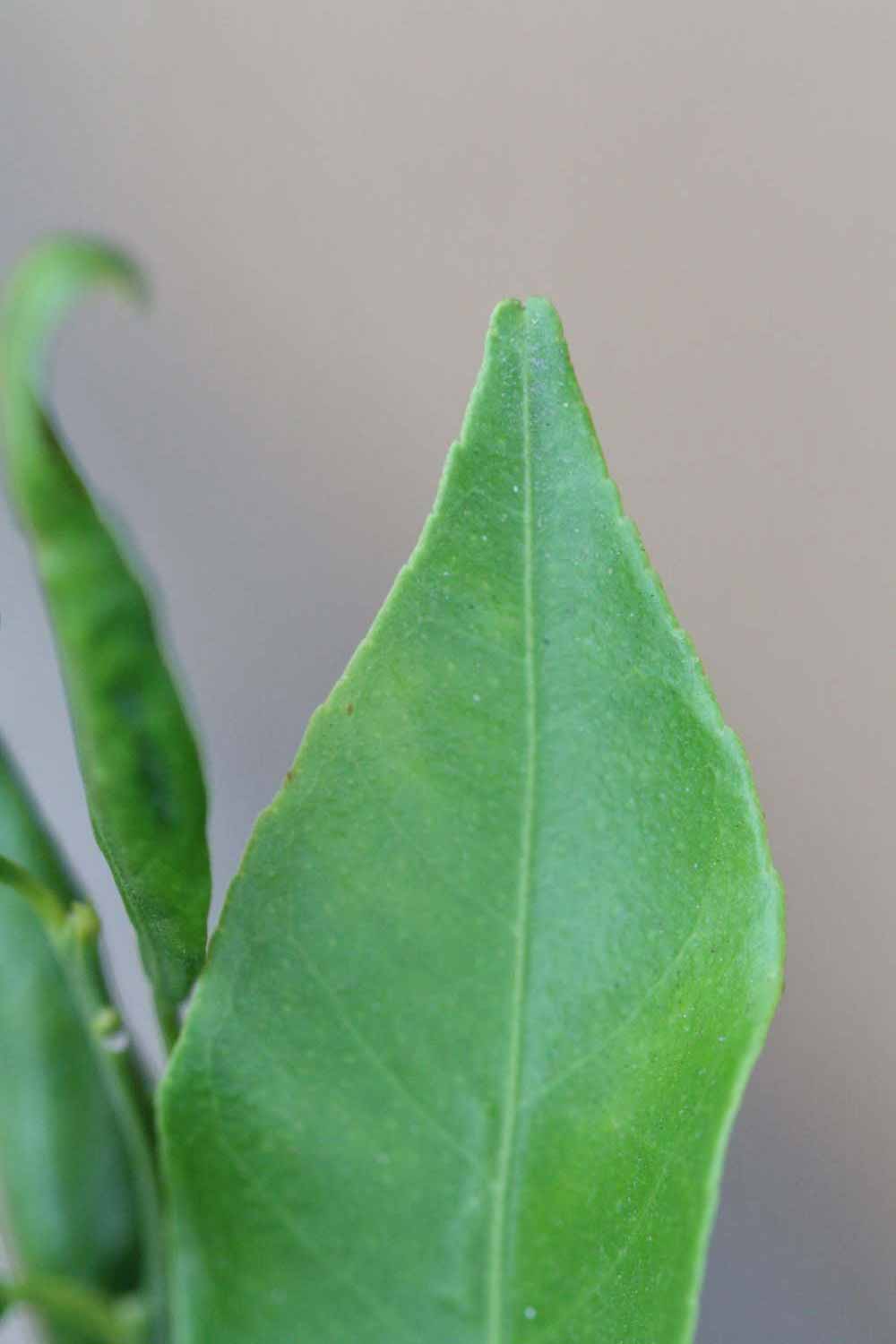                Margin (Avana Apireno, Riverside,   CA)       